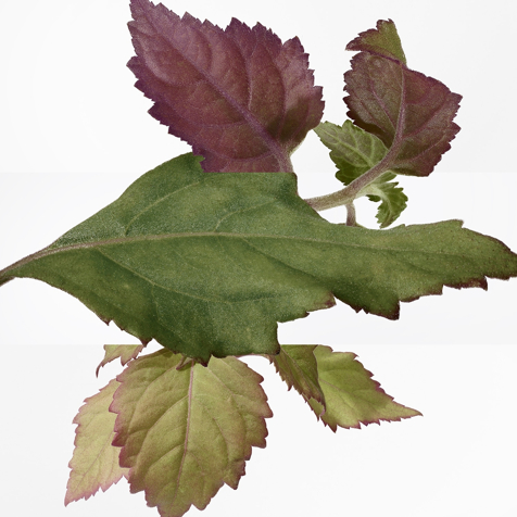 Hermes Eau des Merveilles Blue