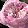 Chloe Rose Naturelle Intense