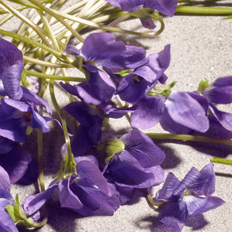 Dolce&Gabbana Dolce Violet