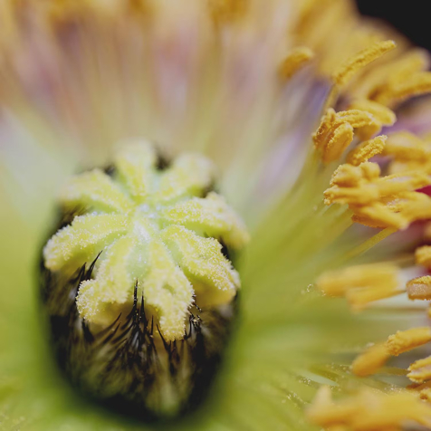 Sisley L'Eau Rêvée d'Alma