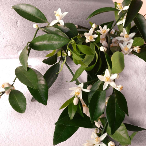 Dolce&Gabbana Devotion Eau de Parfum Intense