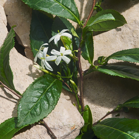 Dolce&Gabbana Light Blue Capri In Love Eau de Parfum