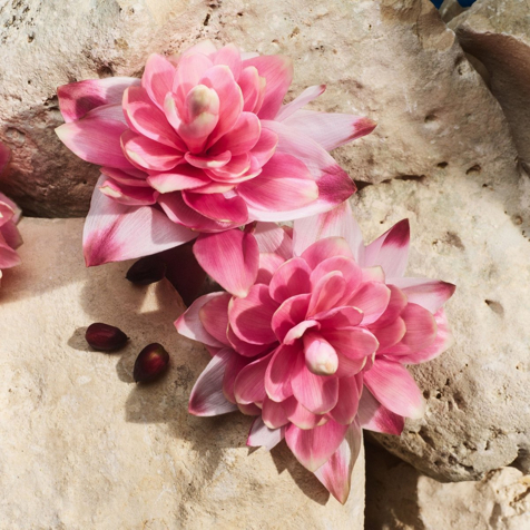 Dolce&Gabbana Light Blue Capri In Love Eau de Parfum