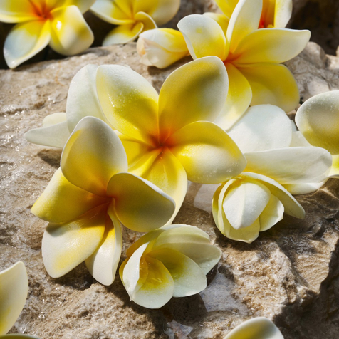 Dolce&Gabbana Light Blue Eau de Parfum