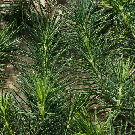 Dolce&Gabbana Light Blue Pour Homme Eau de Parfum